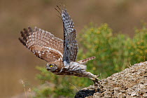 Little owl (Athene noctua) taking off, Bagerova Steppe, Kerch Peninsula, Crimea, Ukraine, July 2009