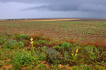 Steppe fields with flowers, Kerch Peninsula, Crimea, Ukraine, July 2009