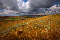 Steppe landscape, Bagerova Steppe, Kerch Peninsula, Crimea, Ukraine, July 2009