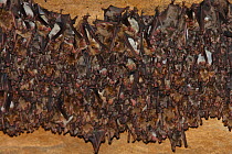 Colony of Lesser mouse eared bats (Myotis blythii) roosting in cave, Bagerova Steppe, Kerch Peninsula, Crimea, Ukraine, July 2009
