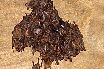 Lesser mouse eared bats (Myotis blythii) roosting in cave, Bagerova Steppe, Kerch Peninsula, Crimea, Ukraine, July 2009
