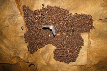 Lesser mouse eared bat (Myotis blythii) colony roosting in cave, one in flight, Bagerova Steppe, Kerch Peninsula, Crimea, Ukraine, July 2009