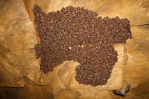Lesser mouse eared bat (Myotis blythii) colony roosting in cave, Bagerova Steppe, Kerch Peninsula, Crimea, Ukraine, July 2009