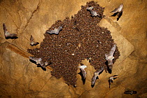 Colony of Lesser mouse eared bats (Myotis blythii) roosting in cave, some in flight, Bagerova Steppe, Kerch Peninsula, Crimea, Ukraine, July 2009. WWE INDOOR EXHIBITION
