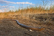 European glass lizard (Ophisaurus apodus) Bagerova Steppe, Kerch Peninsula, Crimea, Ukraine, July 2009