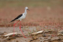 Black winged stilt (Himantopus himantopus) by a small pool in a dried out stream, Bagerova Steppe, Kerch Peninsula, Crimea, Ukraine, July 2009