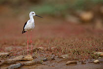 Black winged stilt (Himantopus himantopus) by a small pool in a dried out stream, Bagerova Steppe, Kerch Peninsula, Crimea, Ukraine, July 2009