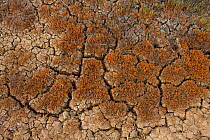 Cracked soil in a dried out stream, Bagerova Steppe, Kerch Peninsula, Crimea, Ukraine, July 2009
