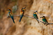 Four European bee eaters (Merops apiaster) perched on branch with food in breeding colony, Bagerova Steppe, Kerch Peninsula, Crimea, Ukraine, July 2009