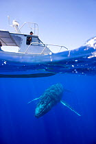 Humpback whale (Megaptera novaeangliae) swimming under whale-watching boat, Vava'u, Kingdom of Tonga, South Pacific, September 2006. Freeze Frame book plate page 40.