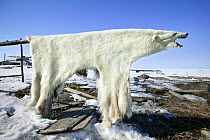 Polar bear (Ursus maritimus) skin hanging out to dry, Shishmaref, Alaska, USA
