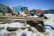 Houses surrounded by rubbish including dead Muskox, Inupiat town of Shishmaref, Alaska, May 2007