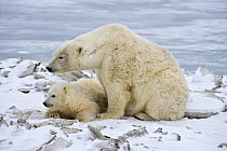 Polar bear (Ursus maritmus) with large cub, Kaktovik, Alaska, USA