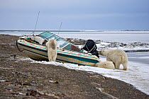 Polar bears (Ursus maritimus) investigating a boat, Kaktovik, Alaska, USA