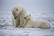 Polar bear (Ursus maritimus) with large cub, Kaktovik, Alaska, USA