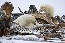 Polar bears (Ursus maritimus) scavenging on whale carcass, Kaktovik, Alaska, USA