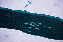 Aerial view of Beluga whales (Delphinapterus leucas) travelling up lead, Lancaster Sound, Nunavut, Canadian high Arctic