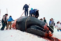 Inuit hunters and others skinning Bowhead whale (Balaena mysticetus) after native hunt, Barrow, Alaska, USA, May 1991