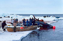 Inuit hunters and others draging Bowhead whale (Balaena mysticetus) onto ice during native hunt, Barrow, Alaska, Alaska, May 1991