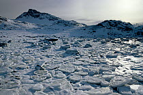 Grounded pancake ice formation, Signy Island, Antarctica, May 1980