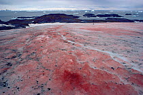 Snow algae on McLeod glacier in summer, Signy Island, Antarctica, December 1979. Freeze Frame book plate page 102.