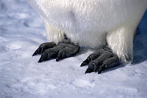 Feet of Emperor penguin (Aptenodytes forsteri) Antarctica, Cape Washington, Ross Sea, October