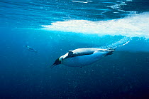 Emperor penguins (Aptenodytes forsteri) swimming, Cape Washington, Antarctic, Ross Sea, October