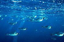 Emperor penguins (Aptenodytes forsteri) swimming underwater, Cape Washington, Antarctic, Ross Sea, October