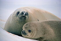Crabeater seal (Lobodon carcinophagus) pup (one month) with mother, Signy Island, South Orkney Islands, Antarctica, September