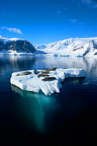 Crabeater seals (Lobodon carcinophagus) on ice floe, with berg visibile below water surface, Antarctic peninsula