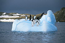 Gentoo penguins (Pygoscelis papua) on iceberg, Antarctic peninsula, February 1995. Freeze Frame book plate page 111.