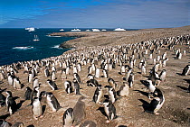 Chinstrap penguin (Pygoscelis antarcticus) rookery, Zavodovski Island, South Sandwich Group