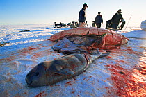 Inuit hunters with body of unborn Beluga (Delphinapterus leucas) calf and mother that they have hunted, Lancaster Sound, Nunavut, Canadian high Arctic, June 2004