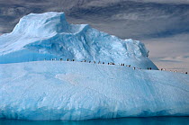 Gentoo penguins (Pygoscelis papua) on iceberg, Weddell Sea, Antarctica, 2003. Freeze Frame book plate, inside cover.