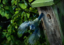 Blue tit {Parus caeruleus} in flight leaving nestbox, England