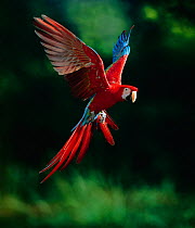 Green-winged macaw (Ara chloroptera) in flight, controlled conditions, from South America