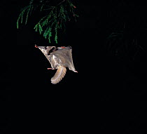 Northern flying squirrel {Glaucomys sabrinus} gliding, controlled conditions, native to North America