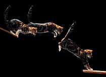 Domestic cat {Felis catus}  leaping sequence, multiflash image