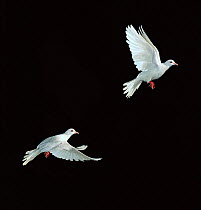Ringneck / Java dove {Streptopelia roseogrisea} flight sequence, multiflash image, controlled conditions