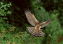 Sparrowhawk {Accipiter nisus} in flight with feet extended for landing, UK