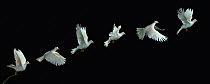 Ringneck / Java dove {Streptopelia roseogrisea} flight sequence, multiflash image, UK