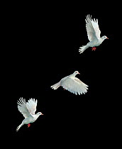 Ringneck / Java dove {Streptopelia roseogrisea} flight sequence, multiflash image, UK