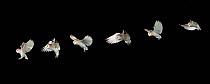 Barn owl (Tyto alba)  flight sequence, multiflash image, UK