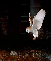 Barn owl (Tyto alba) in flight, flying down to catch rat prey, UK, manipulated image (controlled conditions rat protected by sheet of perspex)