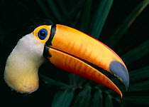 Toco toucan {Ramphastos toco} portrait, controlled conditions, from South America