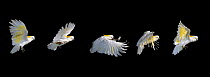 Sulphur-crested cockatoo {Cacatua galerita} flight sequence, multiflash image, controlled conditions, from Australia
