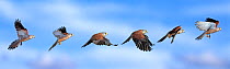 Kestrel {Falco tinnunculus} flight sequence, multiflash image, UK