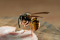 Common wasp {Vespula vulgaris} about to take-off, carying morsel of ham, UK