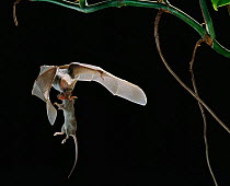 Greater false vampire bat {Megaderma lyra} in flight, carrying rodent prey, controlled conditions, from Asia