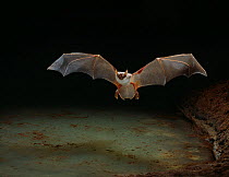 Mexican bulldog / Fishing bat (Noctilio leporinus) in flight over water, controlled conditions, from central america